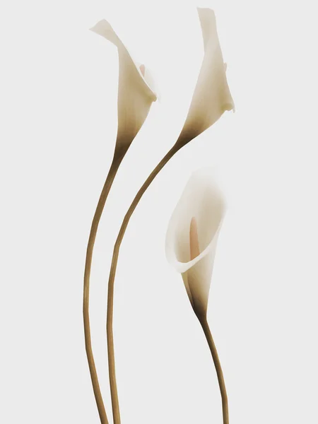 3D callas — Stock fotografie