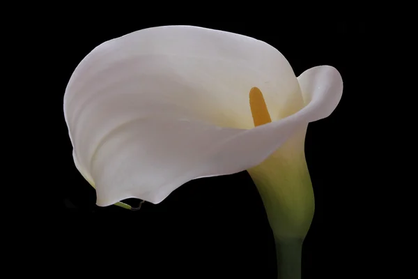 Fleur de calla blanche — Photo