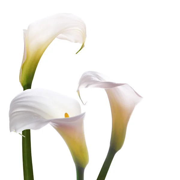 Weiße Callas Blüten — Stockfoto