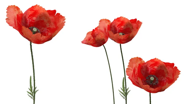 Amapolas 3d — Foto de Stock