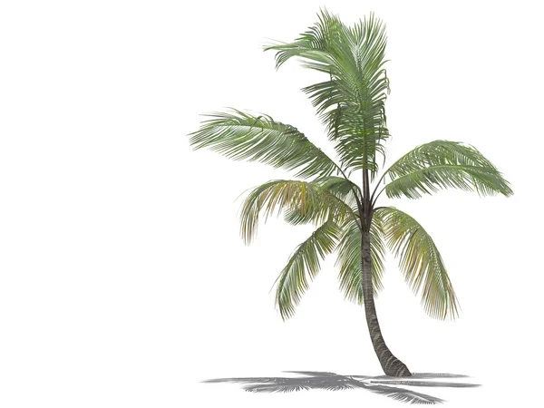 3d palm tree — Stock Photo, Image