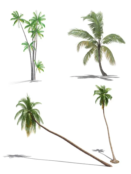 Set von 3D-Palmen — Stockfoto