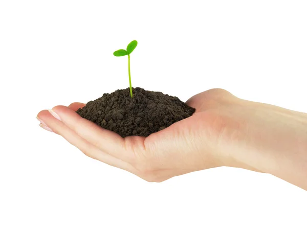 Seedling plant in the hand — Stock Photo, Image