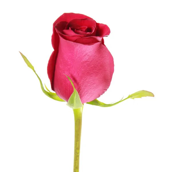 Isolated red rose bud — Stock Photo, Image