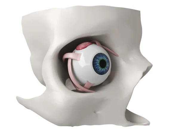 Model 3D anatomię oka — Zdjęcie stockowe