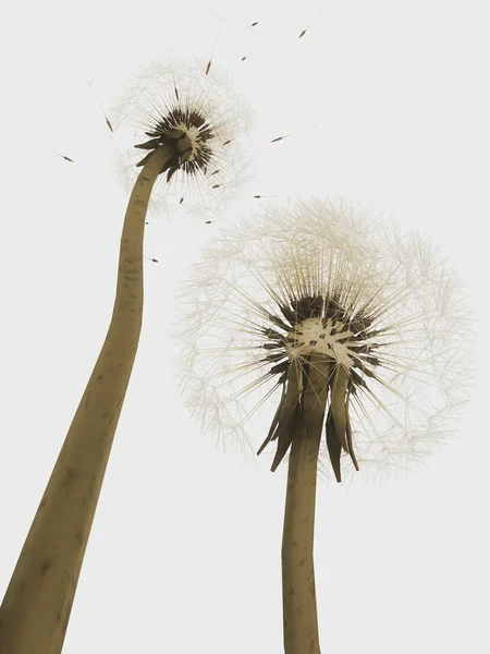 3d dandelions — Stock Photo, Image
