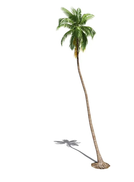 3D palmiye ağacı — Stok fotoğraf