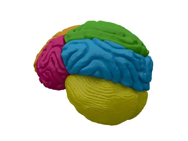 3d brain model — Stock Photo, Image