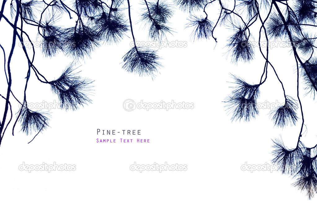 Isolated pine-tree