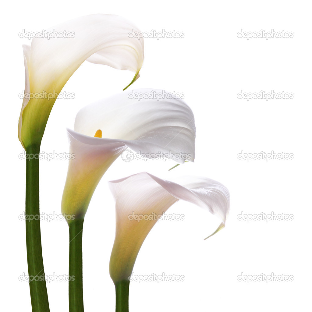 White callas flowers
