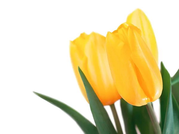 Yellow tulips — Stock Photo, Image