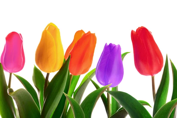 Isolated spring tulips — Stock Photo, Image