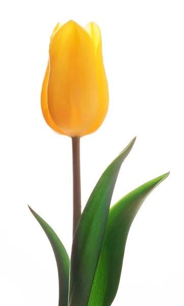 Yellow tulip — Stock Photo, Image