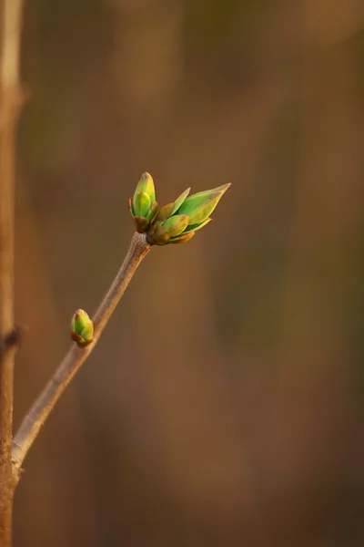 A branch whith bud — Stock Photo, Image