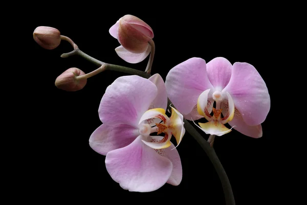 Orchid rosa blommor — Stockfoto