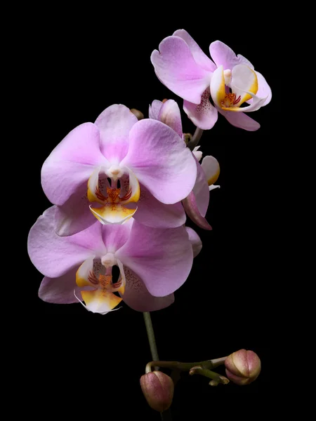 Orchid rosa blommor — Stockfoto