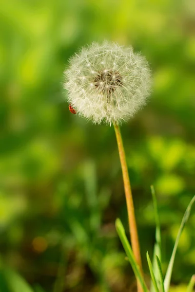 Ein flauschiger Löwenzahn — Stockfoto