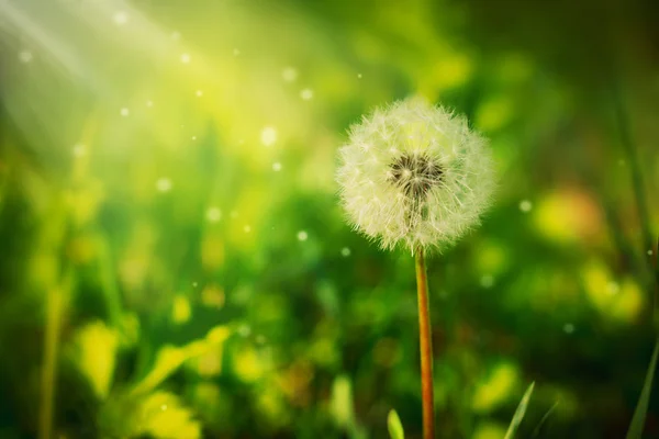 A fluffy dandelion — Stock Photo, Image