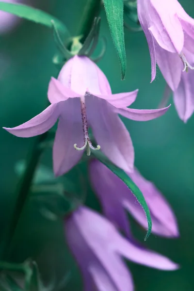 Bluebell flores — Fotografia de Stock