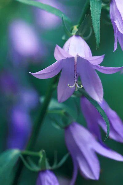 Bluebell flowers — Stock Photo, Image