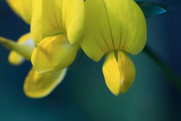 Summer yellow flower — Stock Photo, Image
