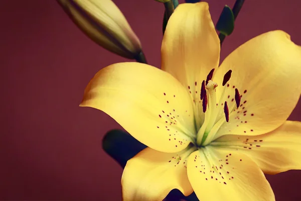 Yellow lily — Stock Photo, Image