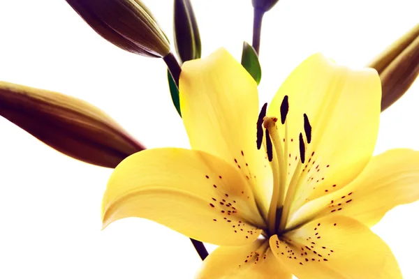 Yellow lily — Stock Photo, Image