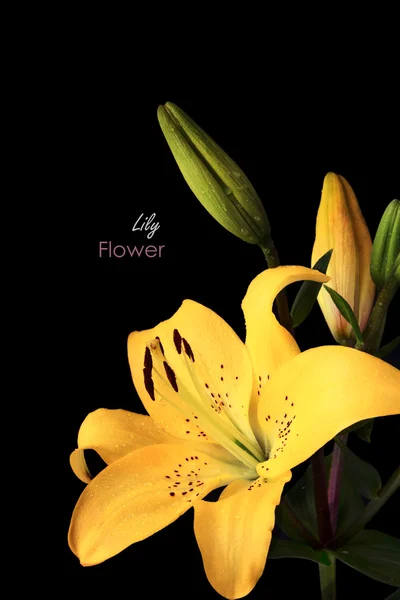 Yellow lily — Stock Photo, Image