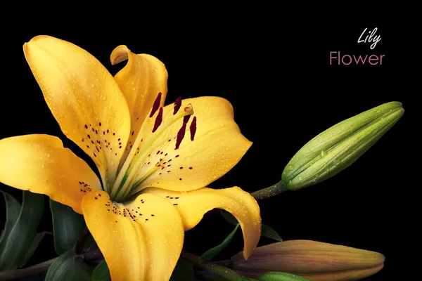 Yellow lily — Stock Photo, Image