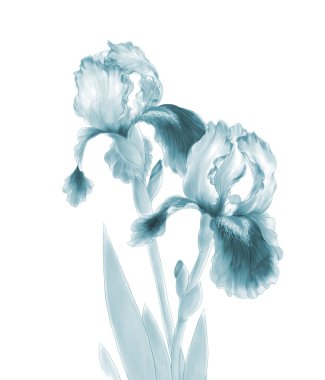 İris çiçekleri beyaz arkaplanda izole