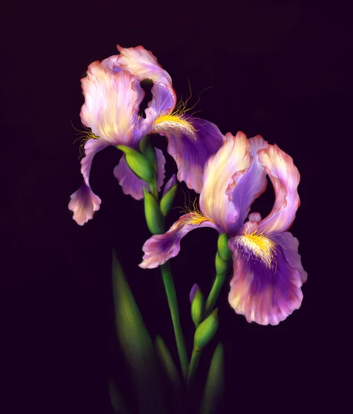 Fiori di iris isolati — Foto Stock