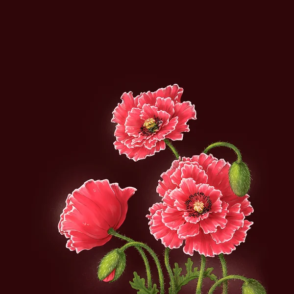 罂粟花朵，水彩插画 — 图库照片