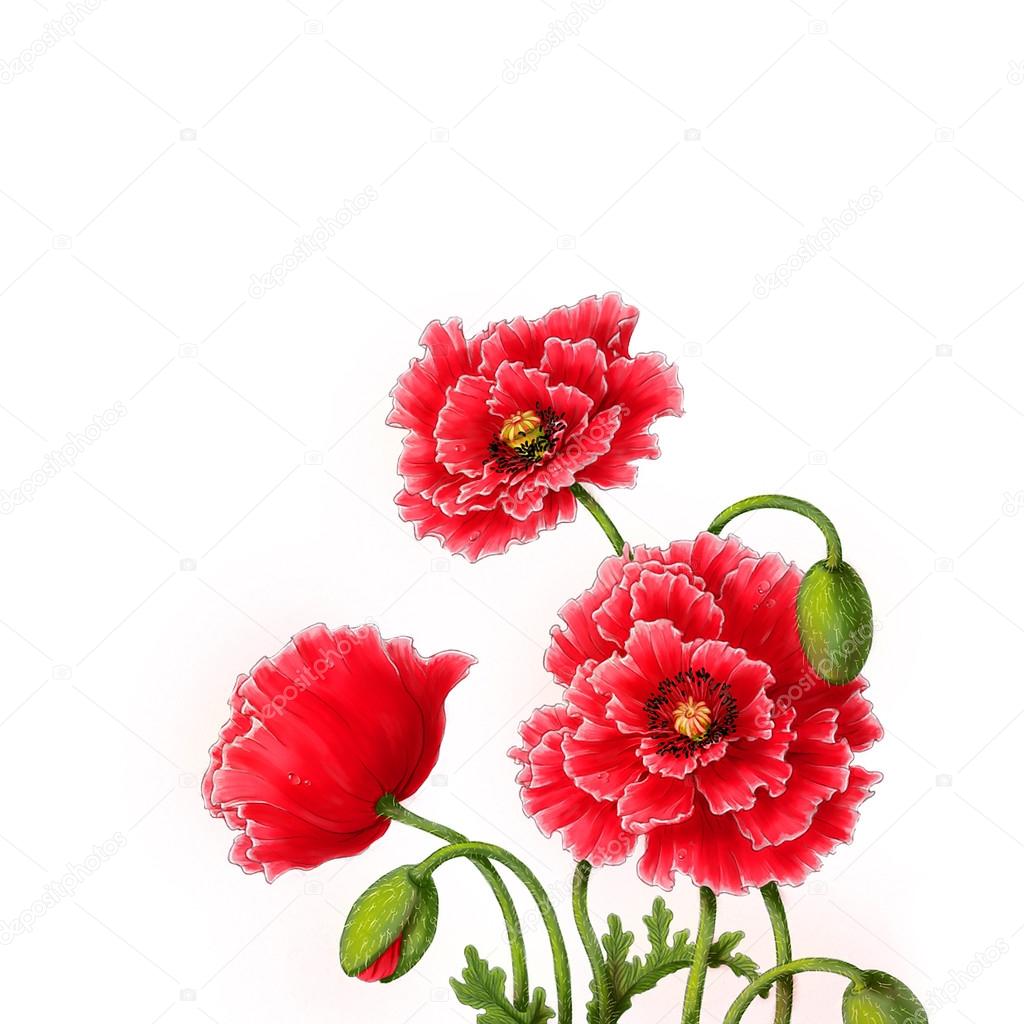Poppy flowers, watercolor illustration