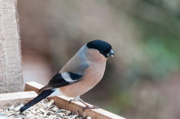 Female Bullfinch — Stock Photo, Image