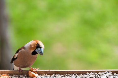 Bayağı Kocabaş kuş
