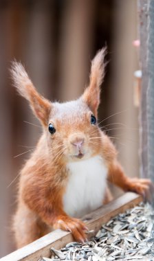 Avrasya Kızıl sincap