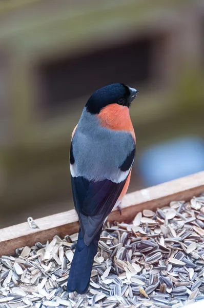 Young male Bullfinch — Stock Photo, Image