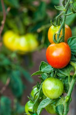 Organik bitki domates