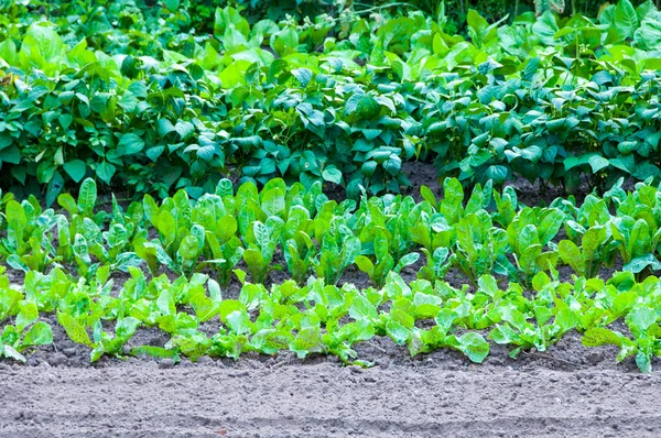 Bidang salad di kebun — Stok Foto