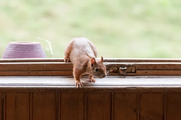 Kızıl sincap pencereden