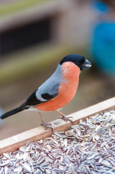 Young male Bullfinch — Stock Photo, Image