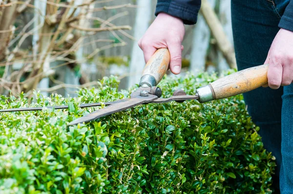 Hedge Trimming — Stock Photo, Image