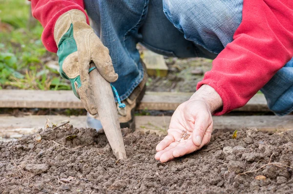 Sowing — Stock Photo, Image