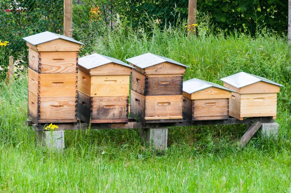 Houten netelroos — Stockfoto