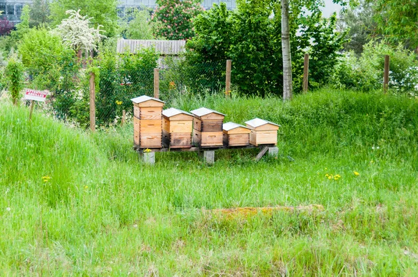 Houten netelroos — Stockfoto