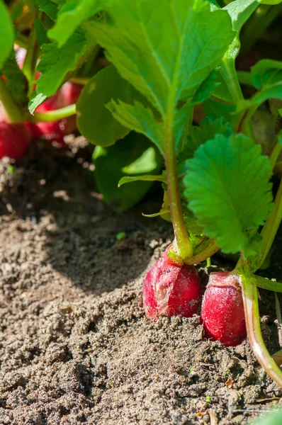 Los rábanos orgánicos del jardín —  Fotos de Stock