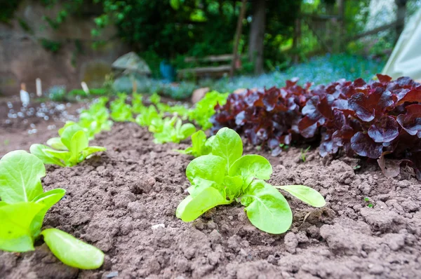 Ensaladas orgánicas en el jardín —  Fotos de Stock