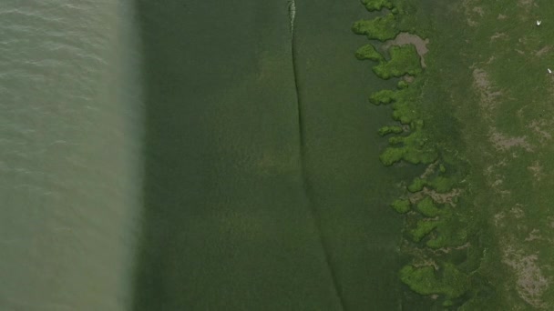 Πράσινη Άλγη Στη Βρετάνη — Αρχείο Βίντεο