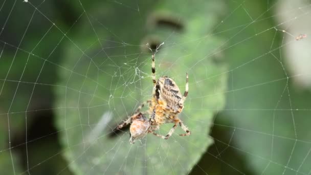 Cross Orb Weaver Zijn Web — Stockvideo