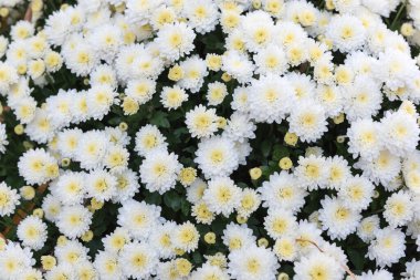 Bahçedeki beyaz kasımpatı